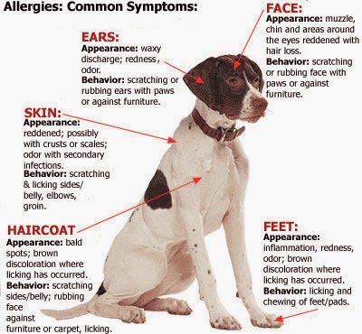 a_allergies_pet_guide_2-9015159