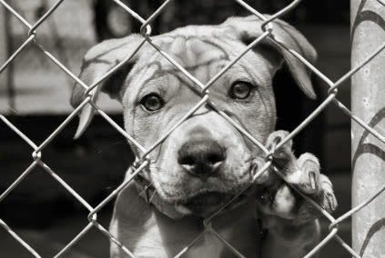 adopt_dog-7875270