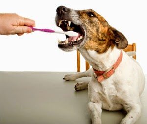 dog-brushing-teeth-4006176