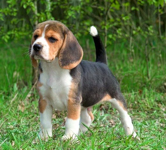 beagle-harrier-dog-breed1-4205810