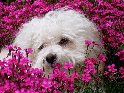 havanese-9192527