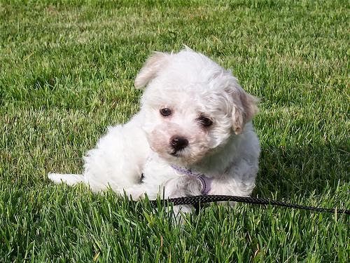 havanese-puppy-2738124