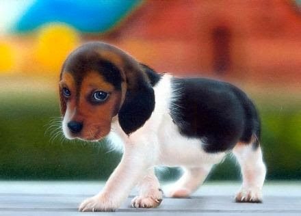 beagle_puppy-2894394