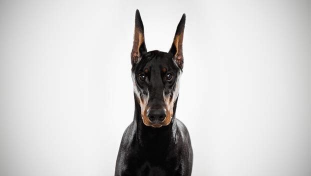 dobermanpinscher-3116852