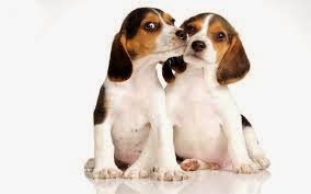 beagles_love-9551838