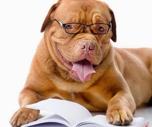 dog-read-book