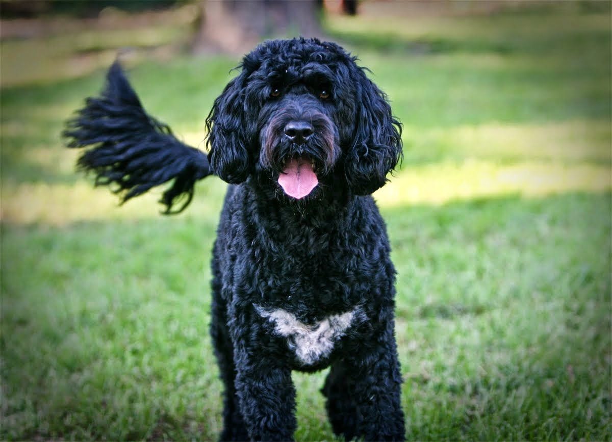 portuguese_water_dog-9448098