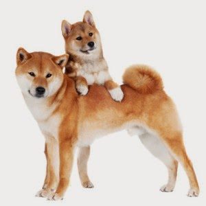 shiba-inu-dog-with-a-puppy