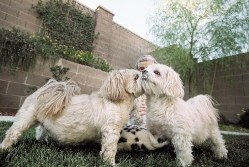 owner-with-her-dogs-in-the-garden