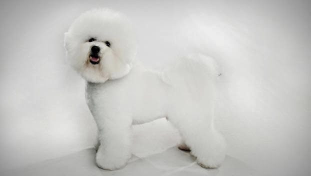 bichon-frise_01_lg-9443727