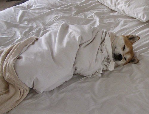 cute-dog-sleeping-sheets-2850149