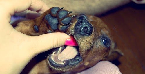 dachshund_biting-9458338