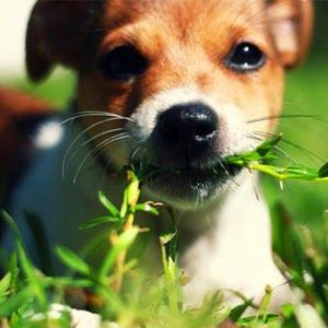 dog-eats-grass-1141713