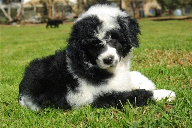 portuguese-water-dog-2-6016544