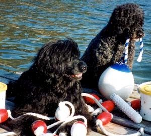 portuguese2bwater_dog-3923935