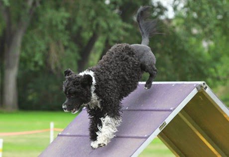 portuguese_water_dog2bexercise-5850594