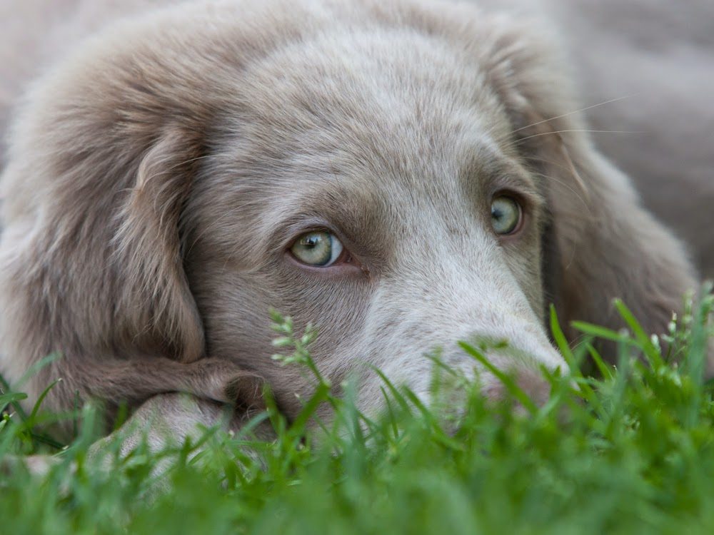 weimaraner-6858054