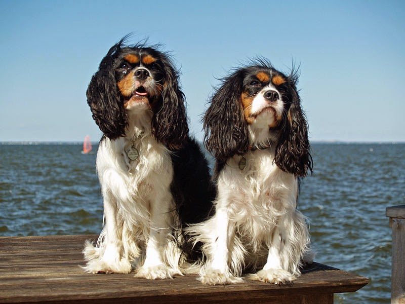 800px-king_charles_spaniels_on_great_south_bay_long_island-6023829