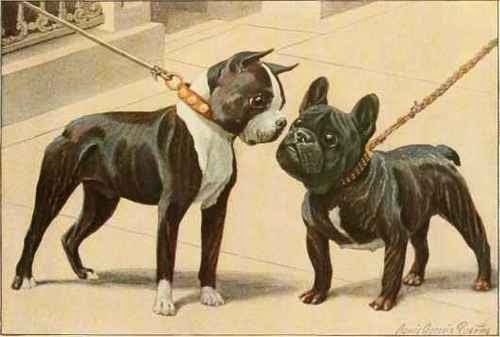 boston-terrier-french-bulldog-3789515