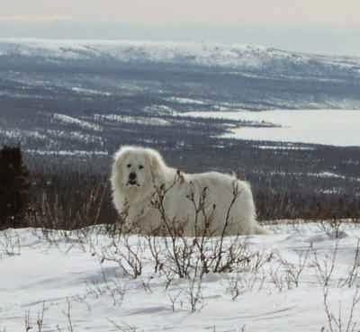 great-pyrenees-dog-breed-1661070