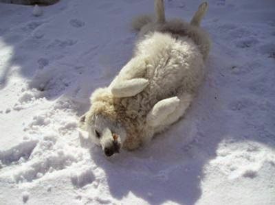 kuvasz-having-fun-in-the-snow-21511959-4883576