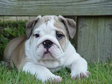 english-bulldog-puppy-for-sale-4761641
