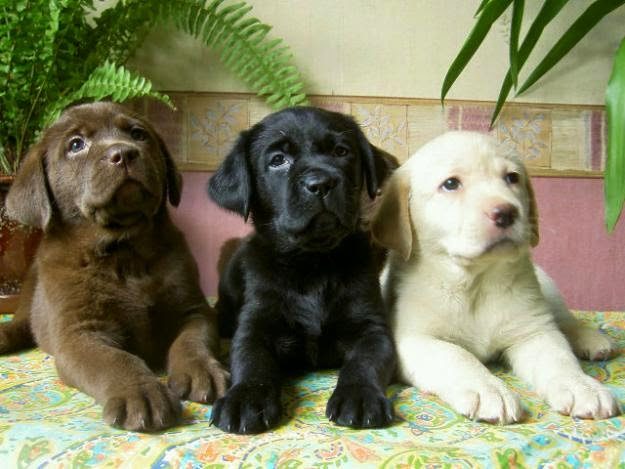 labrador-retrievers-2-6755326