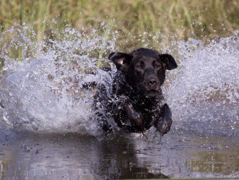 labrador2bretriever2bblack-6820862