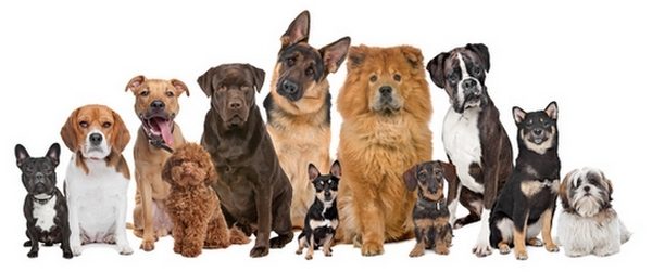 dog-breeds-8905236