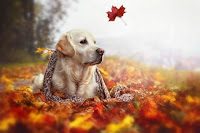 autumn-dog-2268352