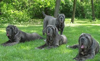 neapolitan2bmastiff2b5-7554766