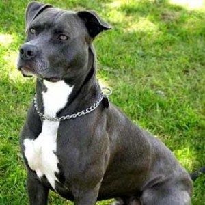 everything-about-your-pit-bull-4-5176670