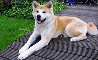 most-dangerous-dog-breeds-akita-7315087
