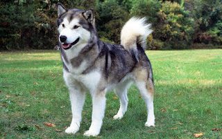 most-dangerous-dog-breeds-alaskan-malamutes-9424611