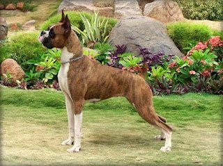 most-dangerous-dog-breeds-boxer-9871331