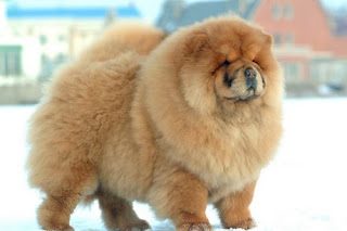 most-dangerous-dog-breeds-chow-chow-9103421