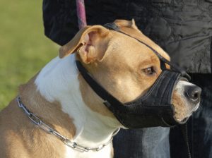 most-dangerous-dog-breeds-pittbull-5354004