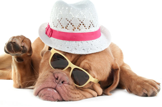 summer-safety-tips2bfor-your-dog-2548729