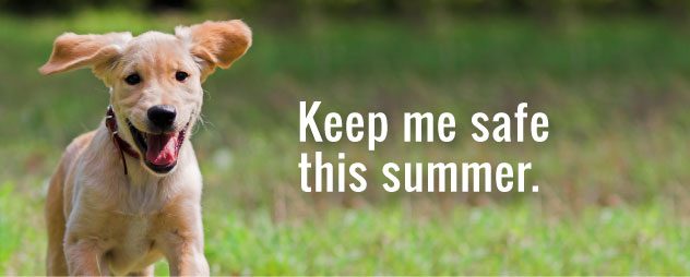 summer-safety-tips2bfor-your-dog-final-3907224
