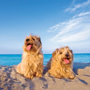 summer-safety-tips2bfor-your-dog2b1-7020625