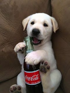 unique-names-for-dog-drinkc-6392241