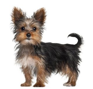 everything-about-your-yorkshire-terrier-9213725