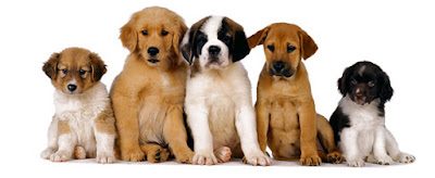 small-dog-breed-4620734