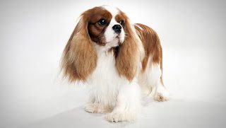 small-dog-breed-cavalier-king-charles-spaniel-9983389