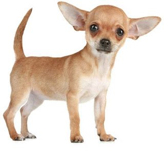 small-dog-breed-chihuahua-9309834