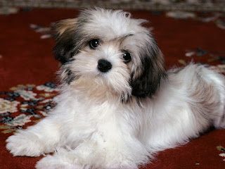 small-dog-breed-shih-tzu-3407184