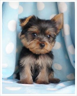 small-dog-breed-yorkshire-terrier-8927652