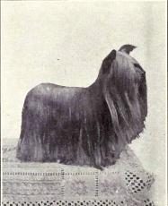 yorkshire-terrier-from-1915-8950770