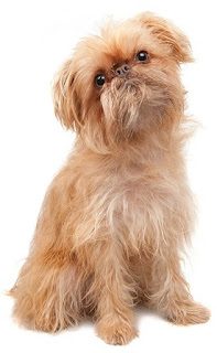 about-brussels-griffon-care-1419781