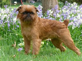 about-brussels-griffon-dog-4305085